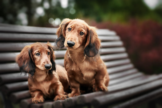 What Size Tag is Appropriate for My Pet?