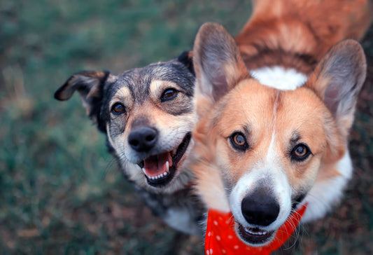 Can the Engraving on Pet ID Tags Fade or Wear Off Over Time?