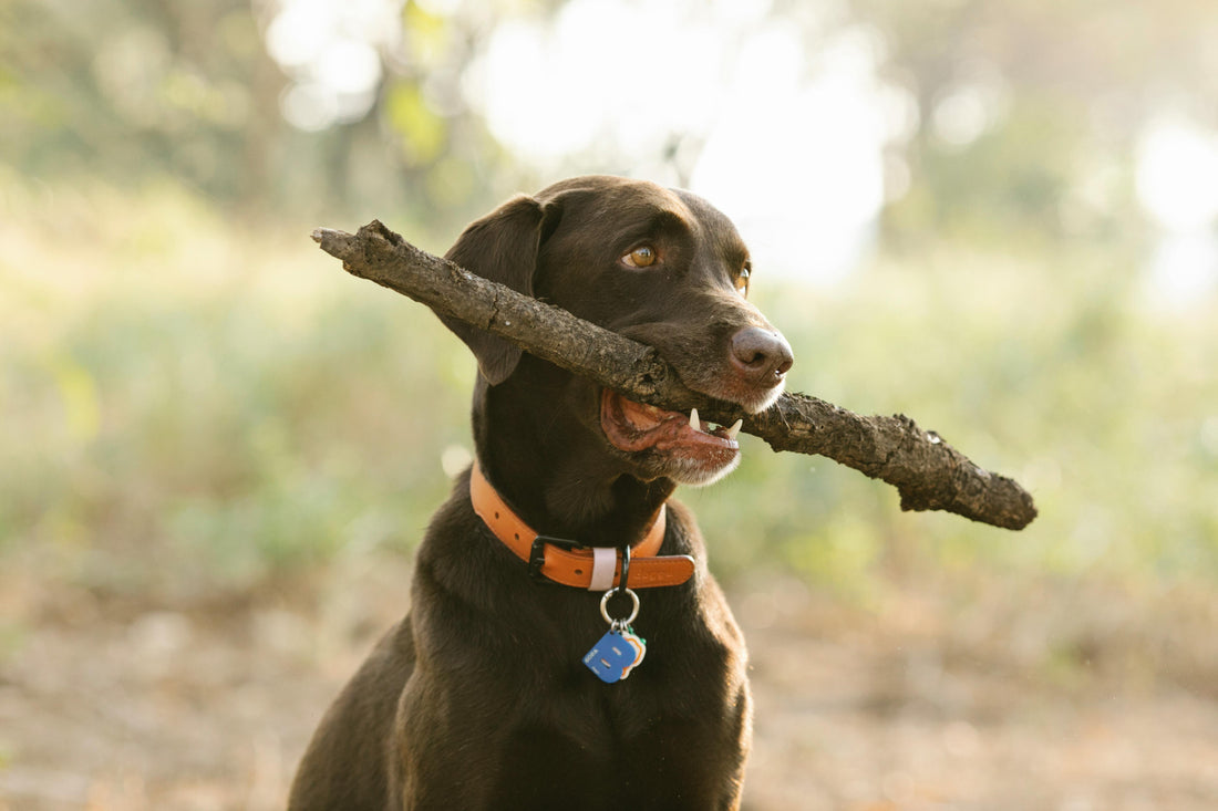 What Material is Best for Pet ID Tags? (Metal, Plastic, Silicone, etc.)